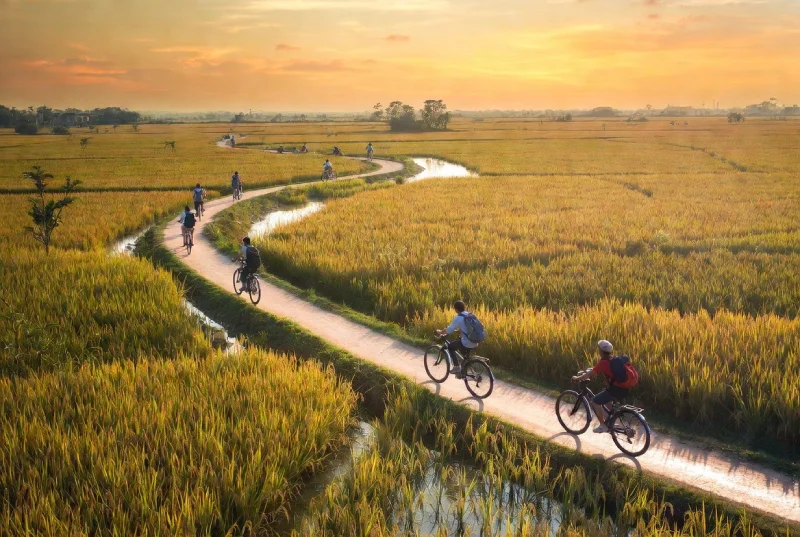 Những vị khách đạp xe trên xuyên những cánh đồng dọc sông Mekong